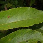 Banara guianensis leaf picture by Nelson Zamora Villalobos (cc-by-nc)