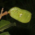 Hymenaea courbaril fruit picture by Nelson Zamora Villalobos (cc-by-nc)