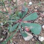 Limonium echioides leaf picture by Gamiz Antonio Miguel (cc-by-sa)