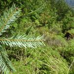 Abies religiosa leaf picture by Fabien Anthelme (cc-by-sa)