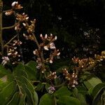 Machaerium biovulatum flower picture by Nelson Zamora Villalobos (cc-by-nc)