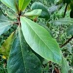 Terminalia catappa leaf picture by ifp660 (cc-by-sa)