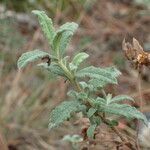 Cistus pouzolzii leaf picture by Sylvain Piry (cc-by-sa)