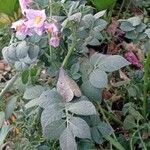 Solanum tuberosum flower picture by Espinoza-Zevallos Marco Elías (cc-by-sa)