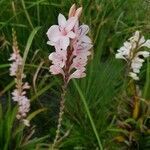 Watsonia borbonica flower picture by Oyku Caunt (cc-by-sa)