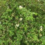 Rosa spinosissima habit picture by Dieter Albrecht (cc-by-sa)