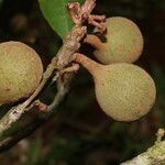 Pouteria filipes fruit picture by Nelson Zamora Villalobos (cc-by-nc)