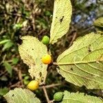 Celtis iguanaea fruit picture by JP Corrêa Carvalho (cc-by-sa)