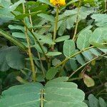 Senna alata leaf picture by Henry Tu (cc-by-sa)