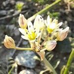 Nothoscordum gracile flower picture by Trap Hers (cc-by-sa)