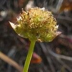 Jasione montana fruit picture by Pierre LEON (cc-by-sa)