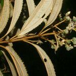 Conostegia xalapensis leaf picture by Nelson Zamora Villalobos (cc-by-nc)