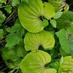 Dioscorea bulbifera leaf picture by Steve FAAEVA (cc-by-sa)