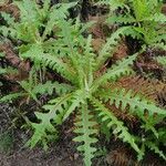 Sonchus hierrensis leaf picture by Fernandez Francisco (cc-by-sa)