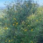 Aspilia mossambicensis habit picture by Leigh Winowiecki (cc-by-sa)