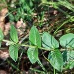 Cuphea calophylla leaf picture by Gonçalves da Cunha Lucas (cc-by-sa)