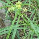 Asclepias fascicularis flower picture by Sandy Rowley (cc-by-sa)