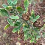 Medicago arborea fruit picture by Christophe Christophe (cc-by-sa)