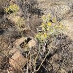 Sonchus leptocephalus habit picture by Daniel schefer (cc-by-sa)
