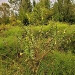Oenothera biennis habit picture by Lily Jones (cc-by-sa)