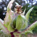 Centaurea benedicta fruit picture by Llandrich anna (cc-by-sa)
