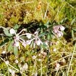 Andromeda polifolia habit picture by Makarova Olga (cc-by-sa)
