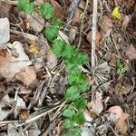 Vitis rotundifolia habit picture by Collados Ana (cc-by-sa)