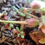 Erodium corsicum habit picture by Yoan MARTIN (cc-by-sa)