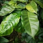 Coffea arabica leaf picture by sosa giovanni (cc-by-sa)