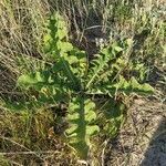 Verbascum sinuatum leaf picture by Quiñoy Yago (cc-by-sa)