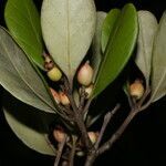 Eugenia hypargyrea fruit picture by Nelson Zamora Villalobos (cc-by-nc)