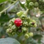 Lantana canescens fruit picture by Makoto Makoto (cc-by-sa)