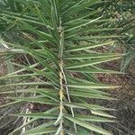 Phoenix dactylifera leaf picture by Sudhanshu Kumar (cc-by-sa)