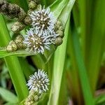 Sparganium erectum flower picture by Else Nolden (cc-by-sa)