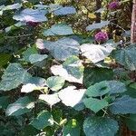 Clerodendrum bungei habit picture by Dieter Albrecht (cc-by-sa)
