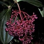 Medinilla speciosa fruit picture by Daniel Barthelemy (cc-by-nc)