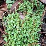 Peperomia cogniauxii habit picture by Trap Hers (cc-by-sa)