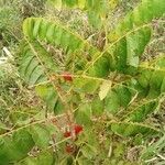Cnestis ferruginea leaf picture by Gnagbo Anthelme (cc-by-sa)