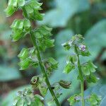 Ocimum campechianum flower picture by claire Felloni (cc-by-sa)