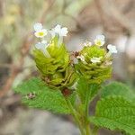 Lantana grisebachii flower picture by Trap Hers (cc-by-sa)