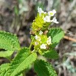 Lantana grisebachii flower picture by Trap Hers (cc-by-sa)
