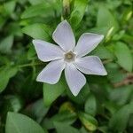 Vinca difformis flower picture by Jacky BIZELDEAU (cc-by-sa)