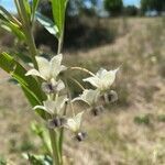 Gomphocarpus physocarpus flower picture by Sandra Galbraith (cc-by-sa)