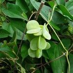 Dioscorea praehensilis fruit picture by Ibrahima MANDE (cc-by-sa)