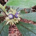 Psychotria vieillardii fruit picture by Claude Hervais (cc-by-sa)