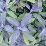 Salvia officinalis leaf picture by laetitia andrzejewski (cc-by-sa)