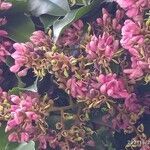 Andira inermis flower picture by Jorge Cugat Herrero (cc-by-sa)