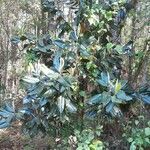 Magnolia grandiflora habit picture by Eli Small (cc-by-sa)