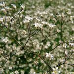 Gypsophila paniculata flower picture by Andrzej Konstantynowicz (cc-by-sa)