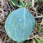 Eucalyptus polyanthemos leaf picture by Kenji Liu (cc-by-sa)